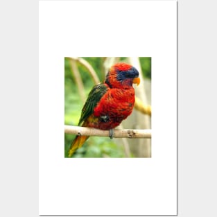 Rainbow Colored Lorikeet Bird posting in a Tree Posters and Art